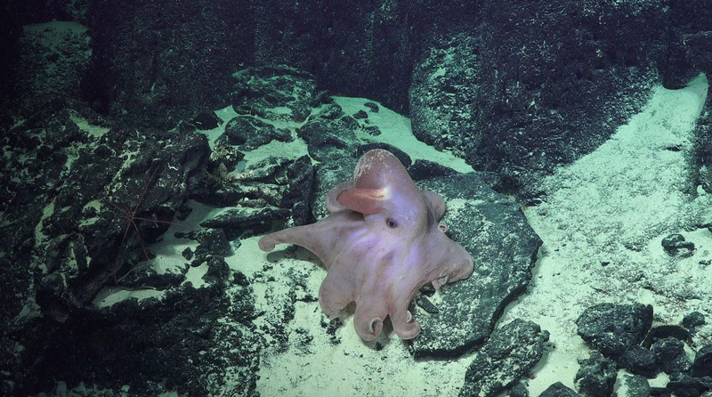 Grimpoteuthis, un género de mosluscos conocidos como “pulpo Dumbo”